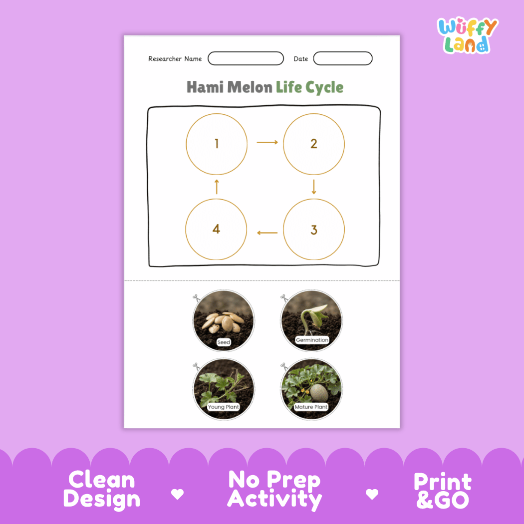 Educational reference chart poster showing the 4 stages of the Hami melon life cycle from seed and germination to young seedling and mature vine
