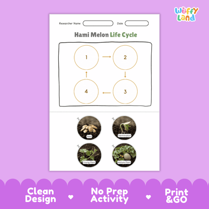 Educational reference chart poster showing the 4 stages of the Hami melon life cycle from seed and germination to young seedling and mature vine