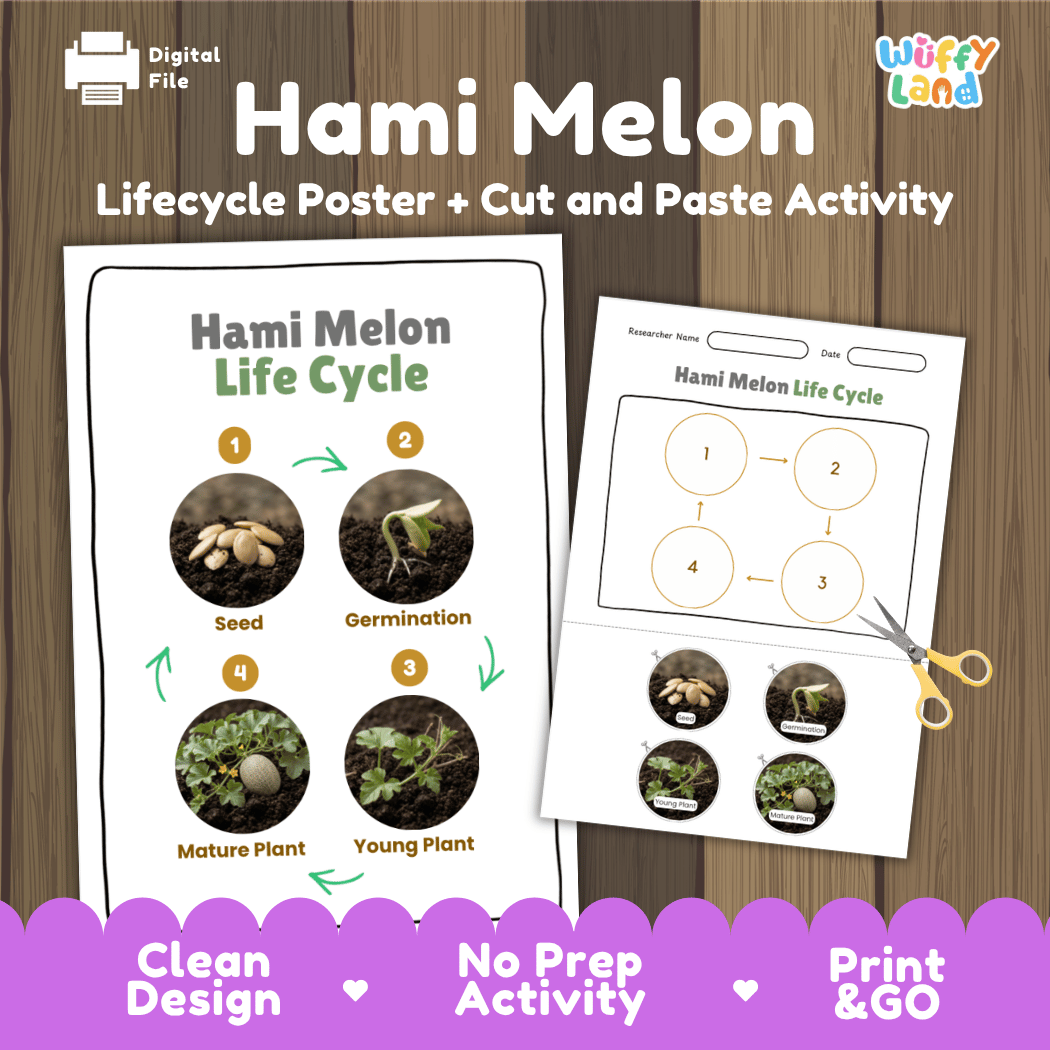 Hami melon plant life cycle educational poster and cut and paste printable sequencing activity featuring real photos for elementary science