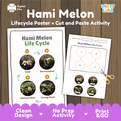 Hami melon plant life cycle educational poster and cut and paste printable sequencing activity featuring real photos for elementary science