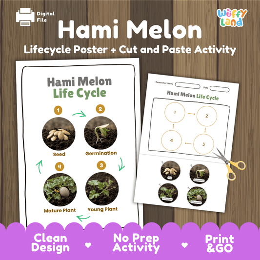 Hami melon plant life cycle educational poster and cut and paste printable sequencing activity featuring real photos for elementary science