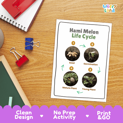 Hands-on cut and paste science worksheet with numbered circular slots for students to sequence real photo stages of a Hami melon plant