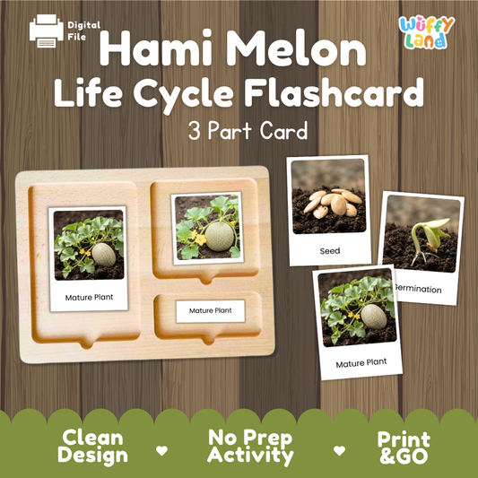 Montessori 3-part nomenclature cards showing authentic photos of Hami melon growth stages displayed on a wooden tray 🗂️🏷️