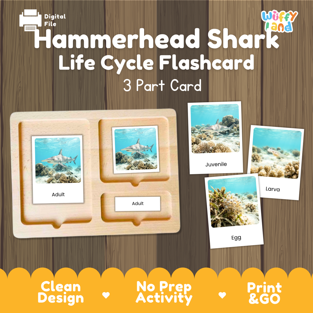 Hammerhead Shark Life Cycle Flashcards | 3 Part Cards Montessori Science Activity
