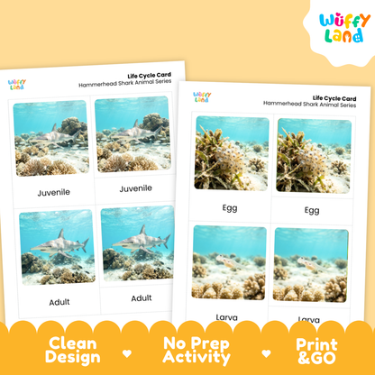 Hammerhead Shark Life Cycle Flashcards | 3 Part Cards Montessori Science Activity