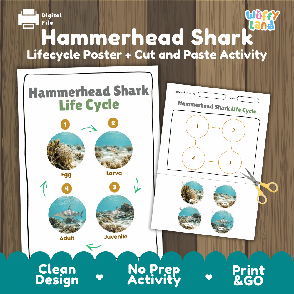 Hammerhead Shark Life Cycle Poster and Cut and Paste Activity Worksheet