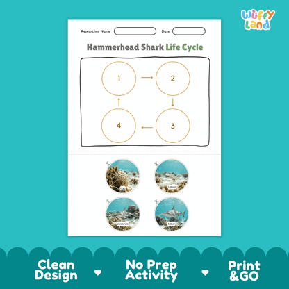 Hammerhead Shark Life Cycle Poster and Cut and Paste Activity Worksheet