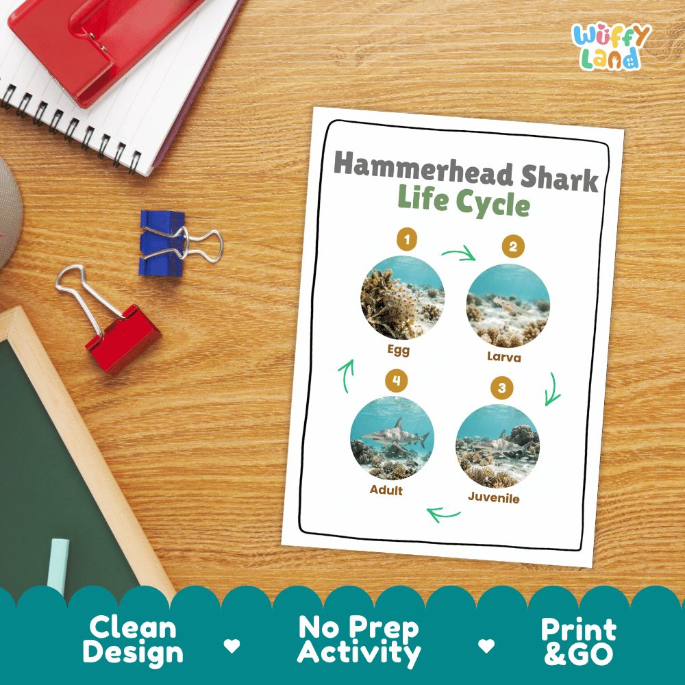 Hammerhead Shark Life Cycle Poster and Cut and Paste Activity Worksheet