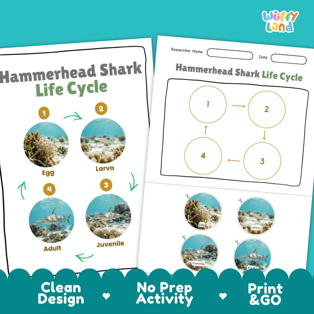 Hammerhead Shark Life Cycle Poster and Cut and Paste Activity Worksheet