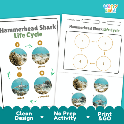 Hammerhead Shark Life Cycle Poster and Cut and Paste Activity Worksheet