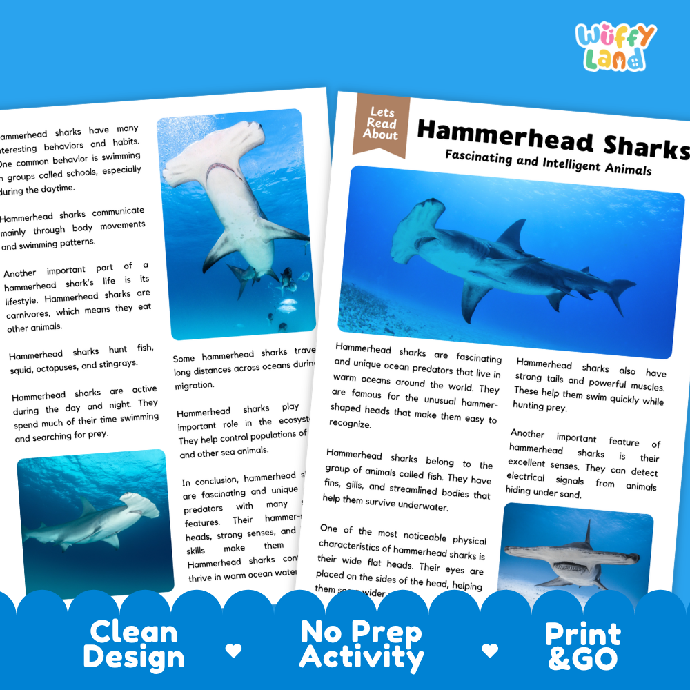 Three educational reading activity cards about Hammerhead Sharks arranged on a blue background. The cards feature shark illustrations, small inset photos of real sharks, and text such as 'Hammerhead Sharks' and 'Fascinating and Intelligent Animals.