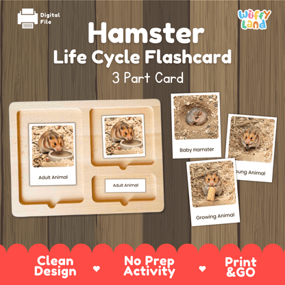 Montessori 3-part photo cards for hamster life cycle shown on wooden tray paired with animal research report worksheets and reference photo page
