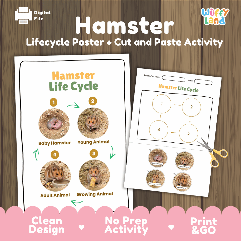 Hamster Life Cycle Poster and Cut and Paste Activity Worksheets