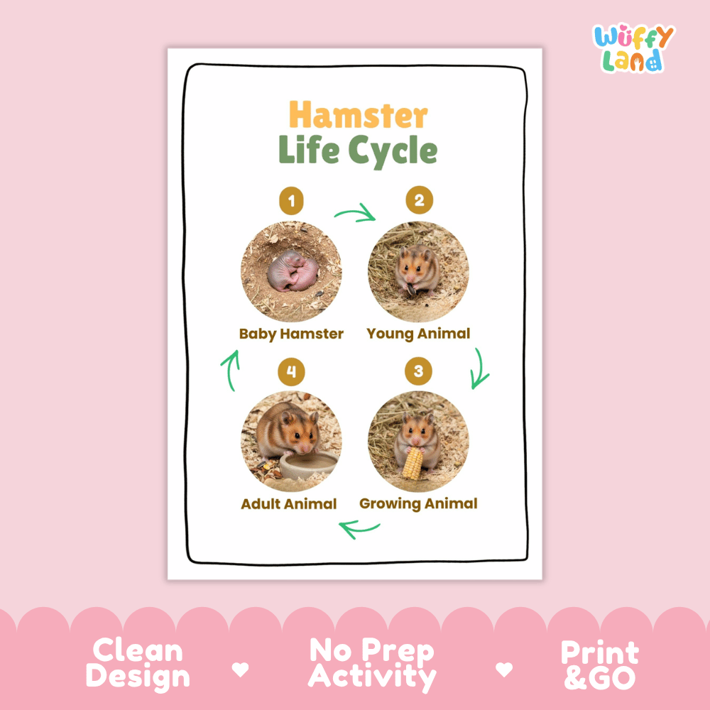 Hamster Life Cycle Poster and Cut and Paste Activity Worksheets