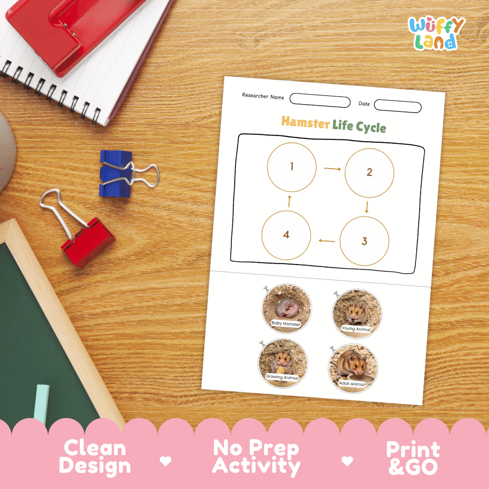 Hamster Life Cycle Poster and Cut and Paste Activity Worksheets