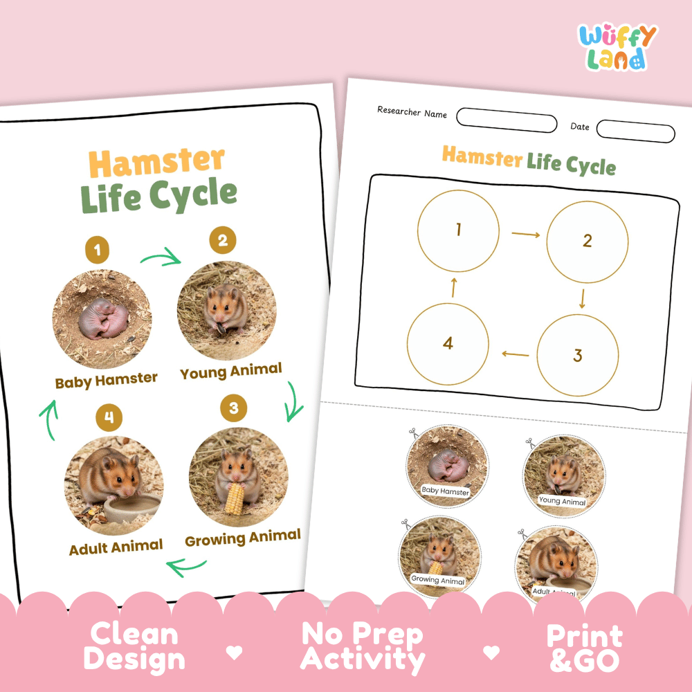 Hamster Life Cycle Poster and Cut and Paste Activity Worksheets