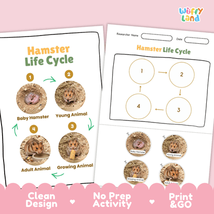Hamster Life Cycle Poster and Cut and Paste Activity Worksheets