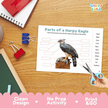 Differentiated harpy eagle body parts labeling worksheets featuring fill-in write-in boxes and vocabulary word bank