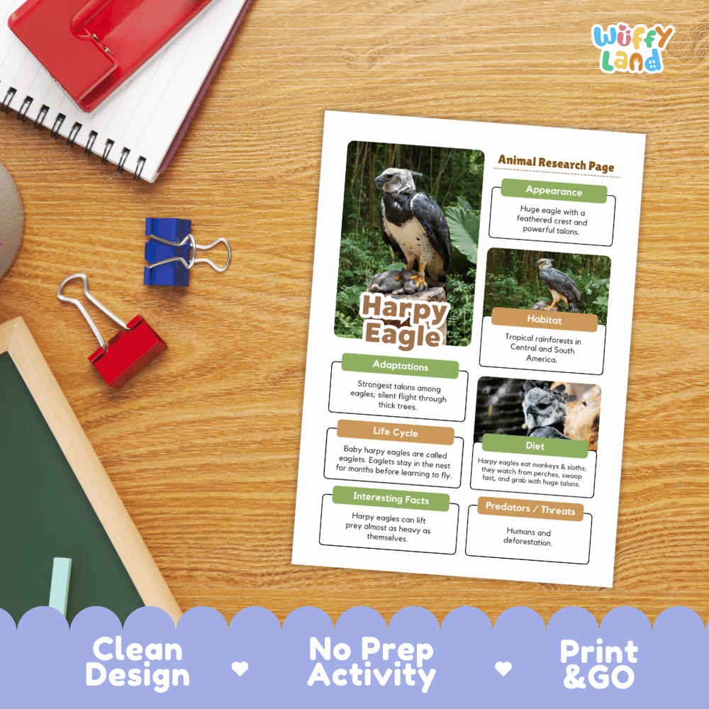 An educational animal research page about a harpy eagle, printed on a white sheet with text boxes, small photos, and a title, shown on a wooden desk with notebooks, binder clips, and a decorative banner at the bottom. The brand name 'Wiffy Land' appears in the top right corner.