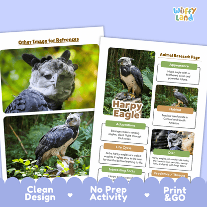 Two printed educational poster pages about a harpy eagle displayed on a white background with a blue decorative footer. The left page shows a large reference photo of a harpy eagle, and the right page shows an animal research page layout with labeled sections for appearance, habitat, adaptations, life cycle, diet, and predators.