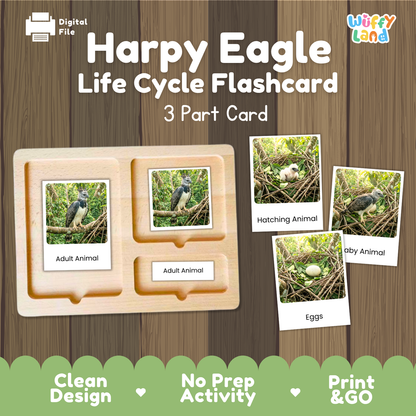 Digital product preview for a Harpy Eagle Life Cycle Flashcard set by Wiffy Land. The image shows a wooden 3-part card tray with sample flashcards depicting a harpy eagle, labeled 'Adult Animal', 'Hatching Animal', 'Baby Animal', and 'Eggs', on a brown wood-grain background with green banner accents at the bottom.