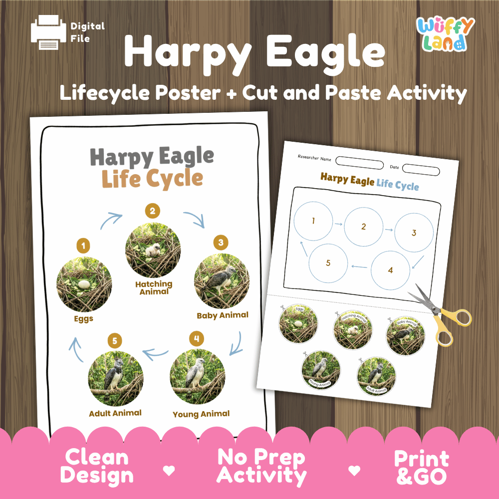 Harpy Eagle Life Cycle Poster and Cut and Paste Activity Worksheets