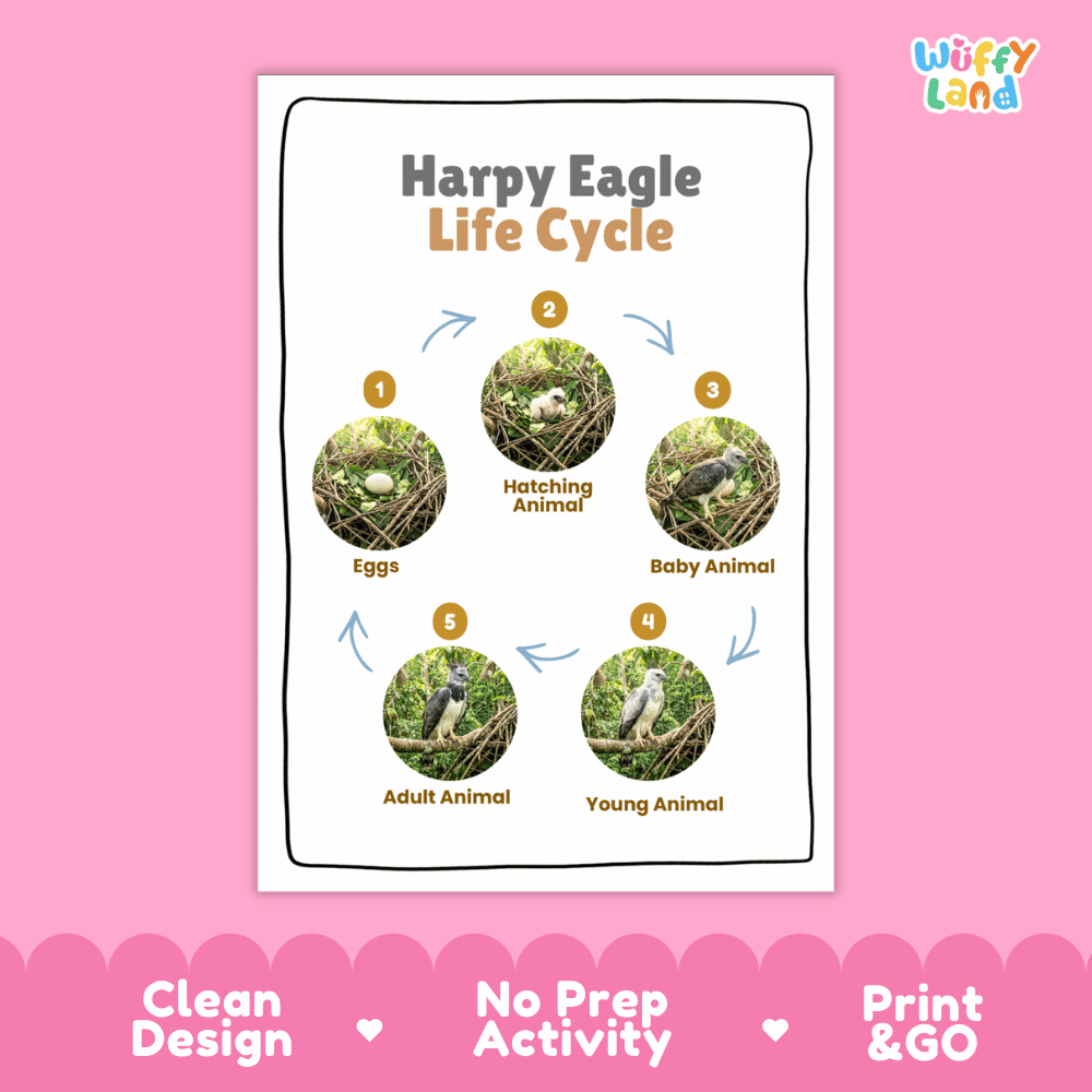 Harpy Eagle Life Cycle Poster and Cut and Paste Activity Worksheets