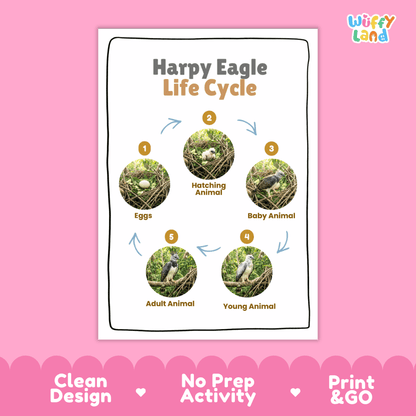 Harpy Eagle Life Cycle Poster and Cut and Paste Activity Worksheets
