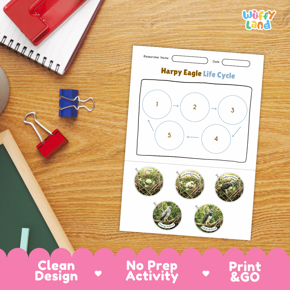 Harpy Eagle Life Cycle Poster and Cut and Paste Activity Worksheets