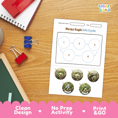 Harpy Eagle Life Cycle Poster and Cut and Paste Activity Worksheets