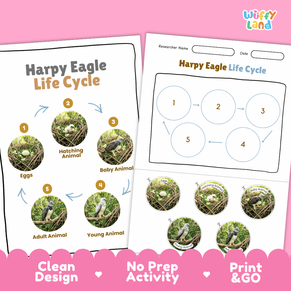 Harpy Eagle Life Cycle Poster and Cut and Paste Activity Worksheets