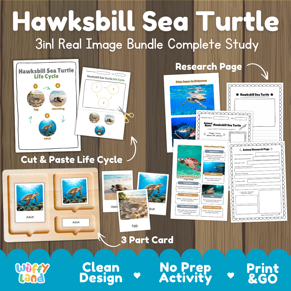Hawksbill sea turtle 3-in-1 real image bundle complete study cover showing cut and paste life cycle, 3 part cards, and research pages