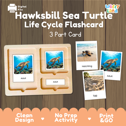 Hawksbill Sea Turtle Life Cycle Flashcards 3 Part Cards Montessori Science Activity