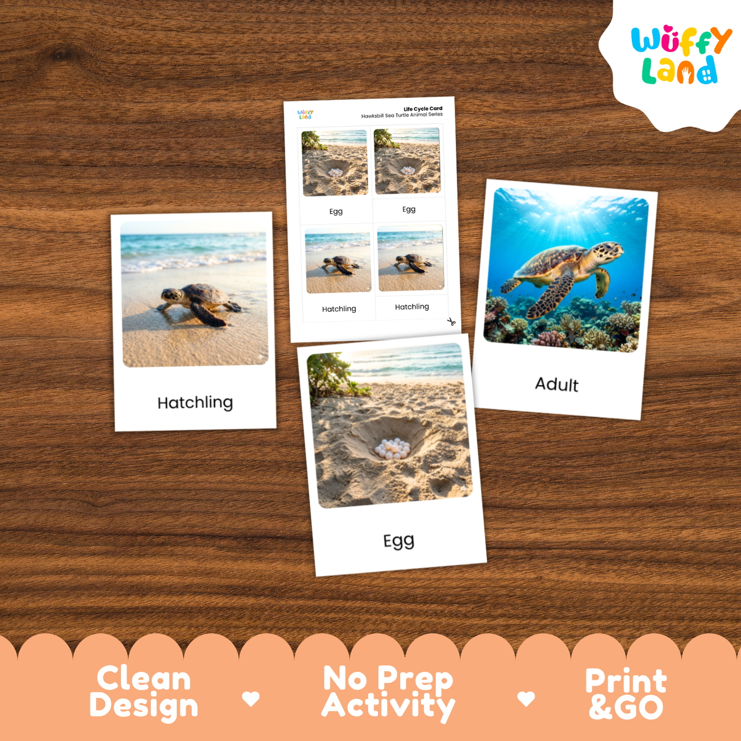 Hawksbill Sea Turtle Life Cycle Flashcards 3 Part Cards Montessori Science Activity
