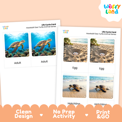 Hawksbill Sea Turtle Life Cycle Flashcards 3 Part Cards Montessori Science Activity