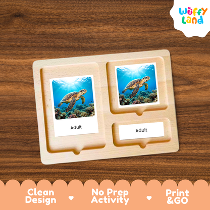 Hawksbill Sea Turtle Life Cycle Flashcards 3 Part Cards Montessori Science Activity