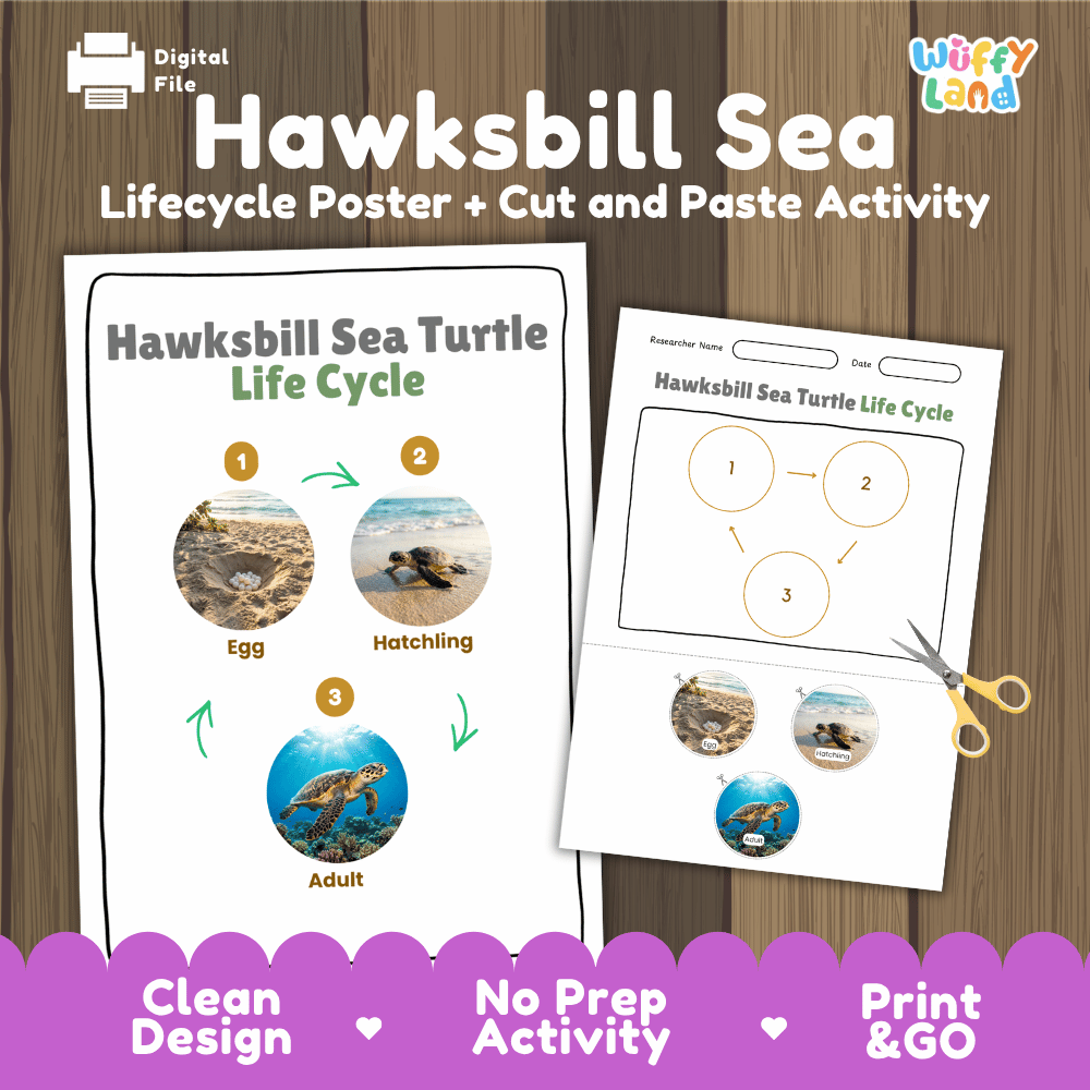 Hawksbill Sea Turtle Life Cycle Poster and Cut and Paste Worksheet Activity