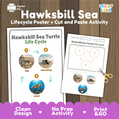 Hawksbill Sea Turtle Life Cycle Poster and Cut and Paste Worksheet Activity