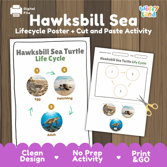 Hawksbill sea turtle life cycle sequencing reference chart and cut and paste student worksheet with 3 developmental stages
