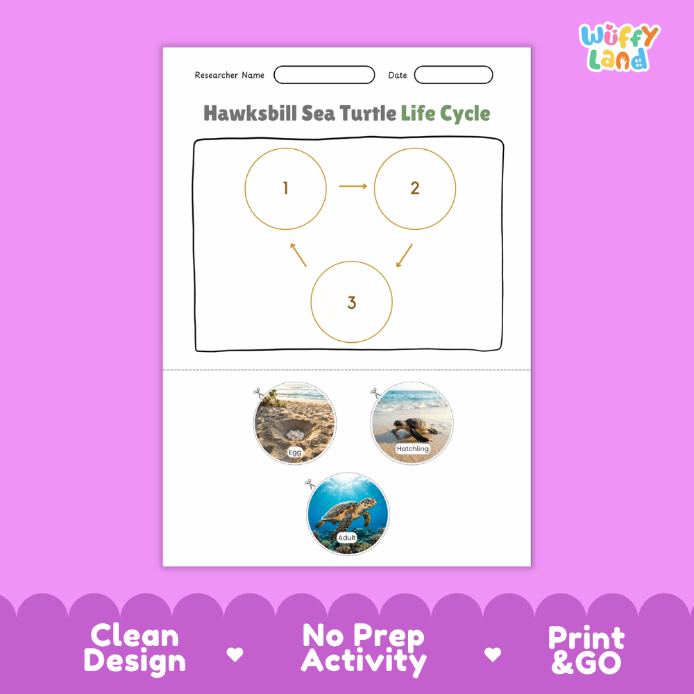 Hawksbill Sea Turtle Life Cycle Poster and Cut and Paste Worksheet Activity