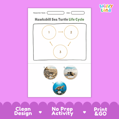 Hawksbill Sea Turtle Life Cycle Poster and Cut and Paste Worksheet Activity