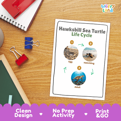 Hawksbill Sea Turtle Life Cycle Poster and Cut and Paste Worksheet Activity