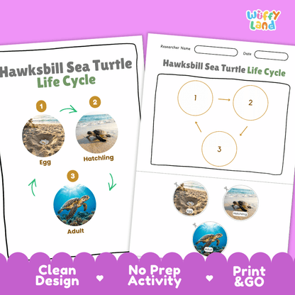 Hawksbill Sea Turtle Life Cycle Poster and Cut and Paste Worksheet Activity