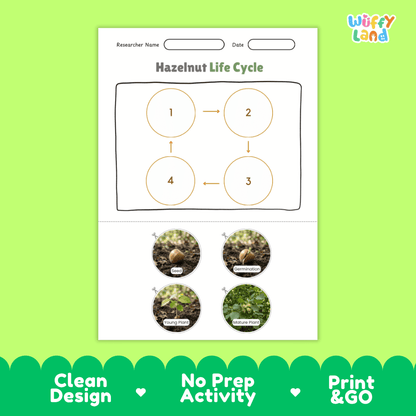 Hazelnut Life Cycle Poster and Cut and Paste Activity Worksheets