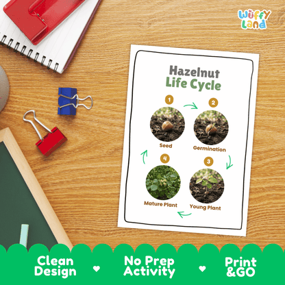 Hazelnut Life Cycle Poster and Cut and Paste Activity Worksheets