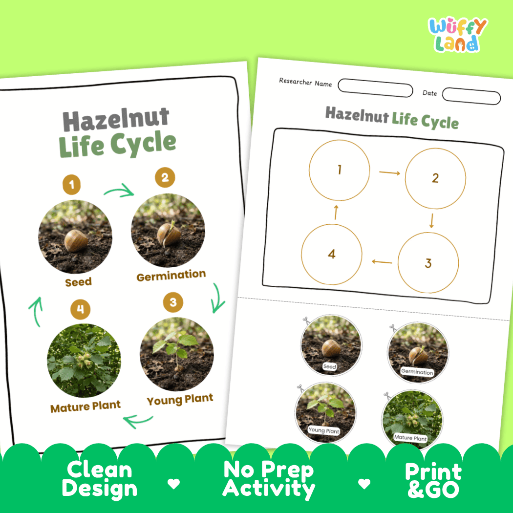 Hazelnut Life Cycle Poster and Cut and Paste Activity Worksheets
