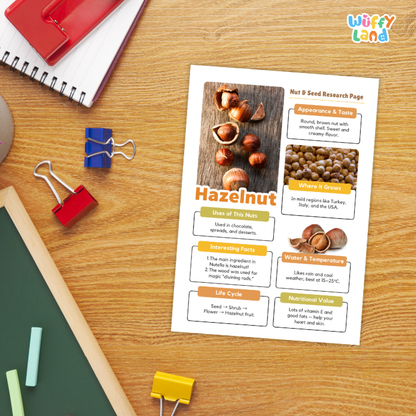 A printed educational poster about hazelnut seed pages lies on a wooden desk, surrounded by school supplies including a spiral notebook, binder clips, chalk, and a red pencil case.