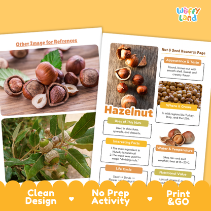 Two printed informational sheets about hazelnuts displayed on a yellow background. One sheet shows photos of hazelnuts and a tree, and the other has labeled sections including Appearance & Taste, Where It Grows, Use of the Nuts, Interesting Facts, Water & Temperature, and Nutritional Value.