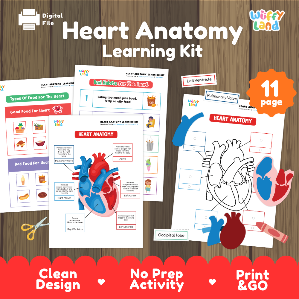 Heart anatomy learning kit cover showing printable cut and paste heart diagrams nutrition sorting and habit worksheets