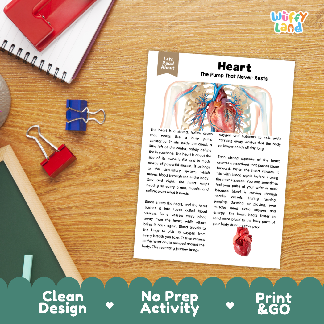 Student reading comprehension worksheet with short-answer questions and lined sections about the human heart